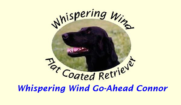 Whispering Wind Go-Ahead Connor