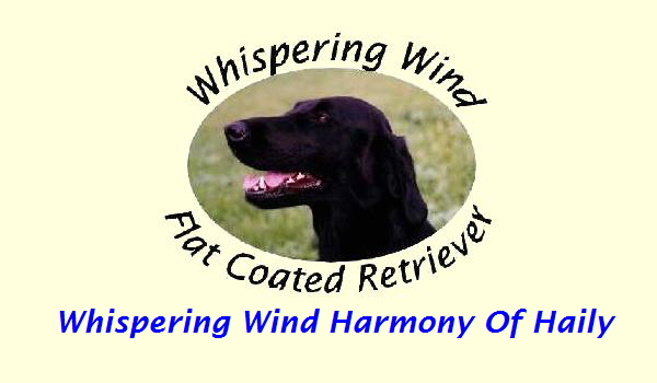 Whispering Wind Harmony Of Haily