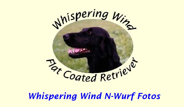 Whispering Wind N-Wurf Fotos